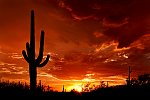    . 

:	Saguaro_Sunset.jpg 
:	8 
:	128.3  
ID:	4333